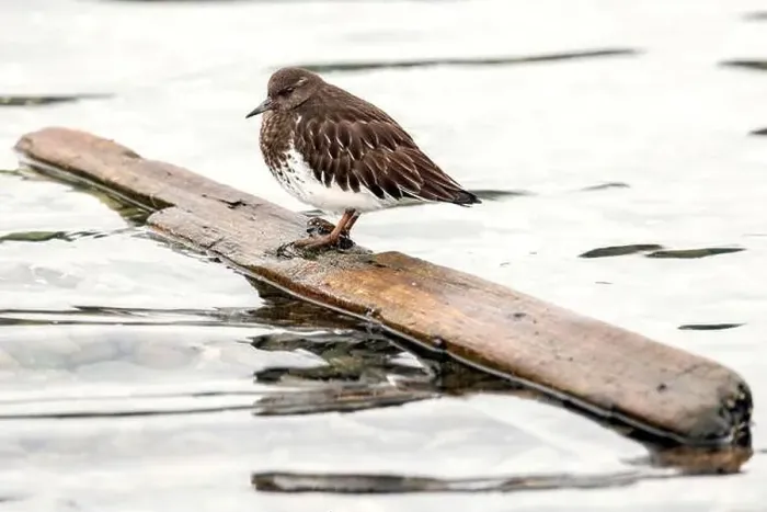 Framed Print : Black Turnstone (Arenaria melanocephala) standing on floating piece of wood at the Esquimalt Lagoon Framed Print : Black Turnstone (Arenaria melanocephala) standing on floating piece of wood at the Esquimalt Lagoon