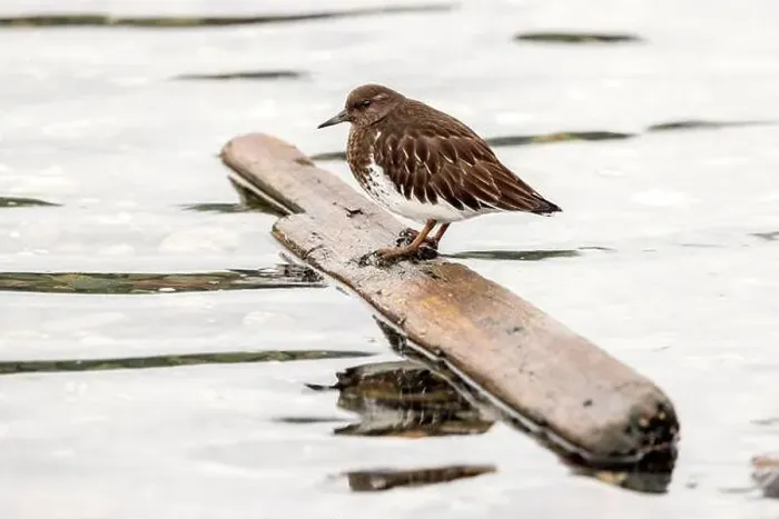 Framed Print : Black Turnstone (Arenaria melanocephala) standing on floating piece of wood at the Esquimalt Lagoon Framed Print : Black Turnstone (Arenaria melanocephala) standing on floating piece of wood at the Esquimalt Lagoon