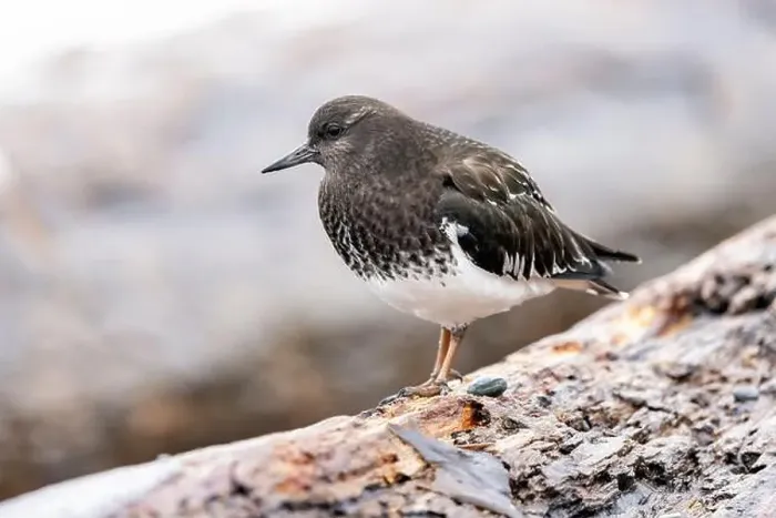 Framed Print : Black Turnstone (Arenaria melanocephala) - Victoria, Vancouver Island, British Columbia, Canada Framed Print : Black Turnstone (Arenaria melanocephala) - Victoria, Vancouver Island, British Columbia, Canada