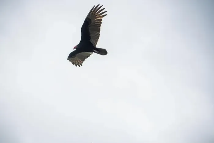 Framed Print : The Black Vultures at Everglades National Park, Florida, United States Framed Print : The Black Vultures at Everglades National Park, Florida, United States