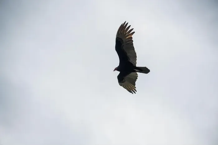 Framed Print : The Black Vultures at Everglades National Park, Florida, United States
