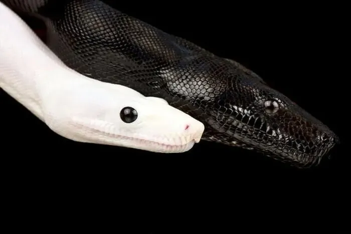 Framed Print : Black and white Boa (Boa imperator)