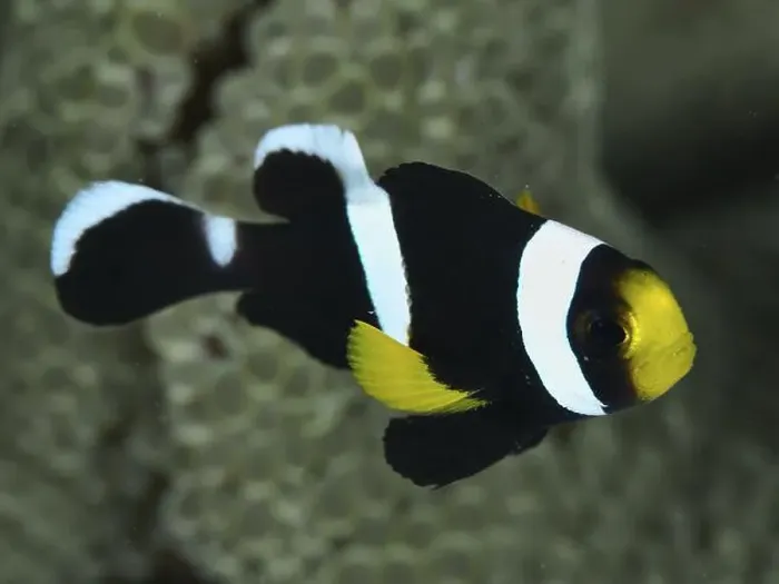 Framed Print : Black and white clownfish with yellow accent Framed Print : Black and white clownfish with yellow accent
