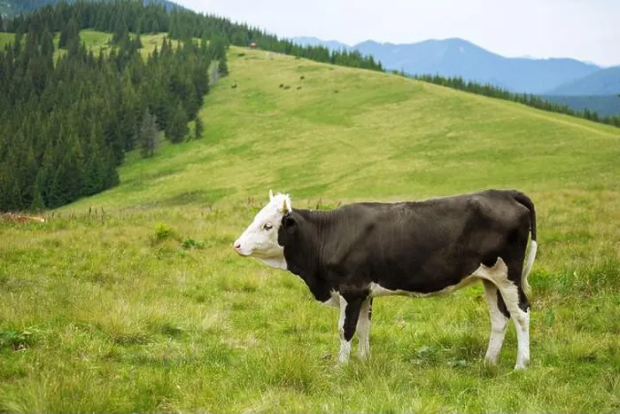 Framed Print : Black and white cow grazing on meadow in mountains. Cattle on an alpine mountain pasture. Mountain meadow Framed Print : Black and white cow grazing on meadow in mountains. Cattle on an alpine mountain pasture. Mountain meadow