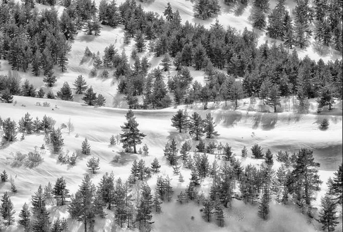 Framed Print : Black and white drone view of forest with evergreen trees growing on snowy slope in highlands in winter Framed Print : Black and white drone view of forest with evergreen trees growing on snowy slope in highlands in winter