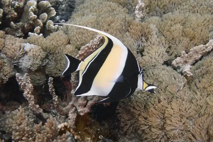 Framed Print : Black and white halterfish (Zanclus cornutus) swimming in front of a coral reef Framed Print : Black and white halterfish (Zanclus cornutus) swimming in front of a coral reef