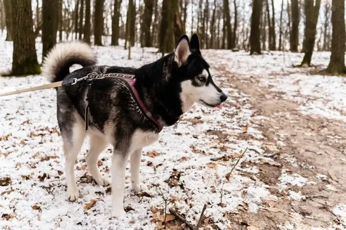 Framed Print : Black and white husky dog stands on snowy ground among trees Framed Print : Black and white husky dog stands on snowy ground among trees