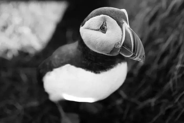 Framed Print : Black and white image of an Atlantic Puffin (Fratercula arctica), in Borgarfjaroarhofn, Iceland, Polar Regions Framed Print : Black and white image of an Atlantic Puffin (Fratercula arctica), in Borgarfjaroarhofn, Iceland, Polar Regions