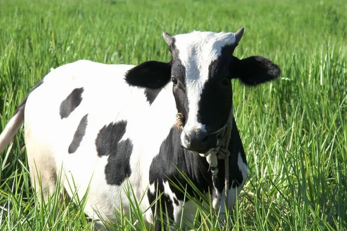 Framed Print : Black and white jersey breed cow in green grass Framed Print : Black and white jersey breed cow in green grass