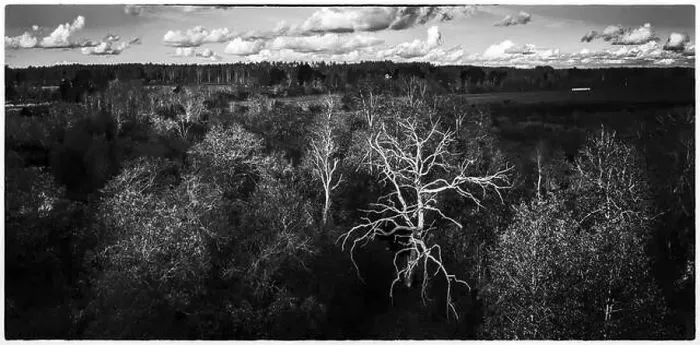 Framed Print : Black and white. Panorama view of forest and field. Latvian nature. Framed Framed Print : Black and white. Panorama view of forest and field. Latvian nature. Framed