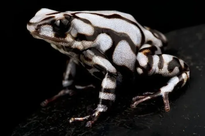 Framed Print : Black and white poison dart frog (Dendrobates auratus) Framed Print : Black and white poison dart frog (Dendrobates auratus)