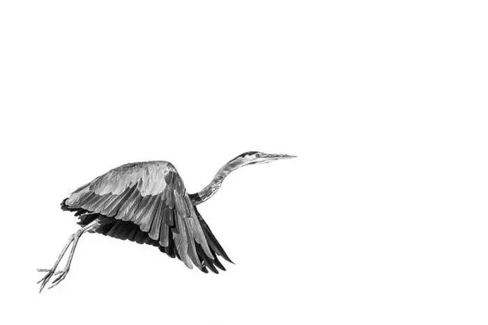 Framed Print : Black and White portrait of a Great Blue Heron in flight on a blank white background Framed Print : Black and White portrait of a Great Blue Heron in flight on a blank white background