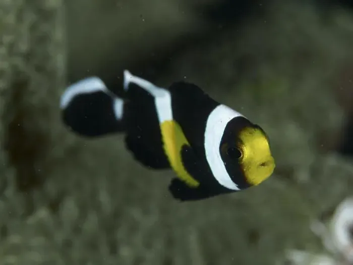 Framed Print : A black and white saddle spot anemonefish (Amphiprion polymnus) with yellow markings swims elegantly in the clear water Framed Print : A black and white saddle spot anemonefish (Amphiprion polymnus) with yellow markings swims elegantly in the clear water