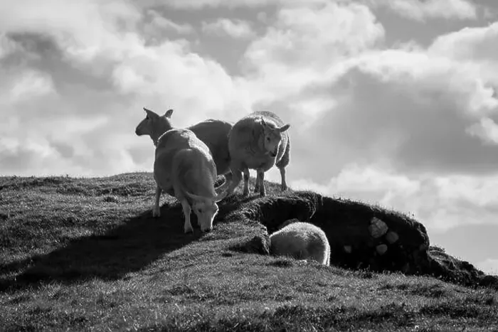 Framed Print : Black and White Sheep in Scotland