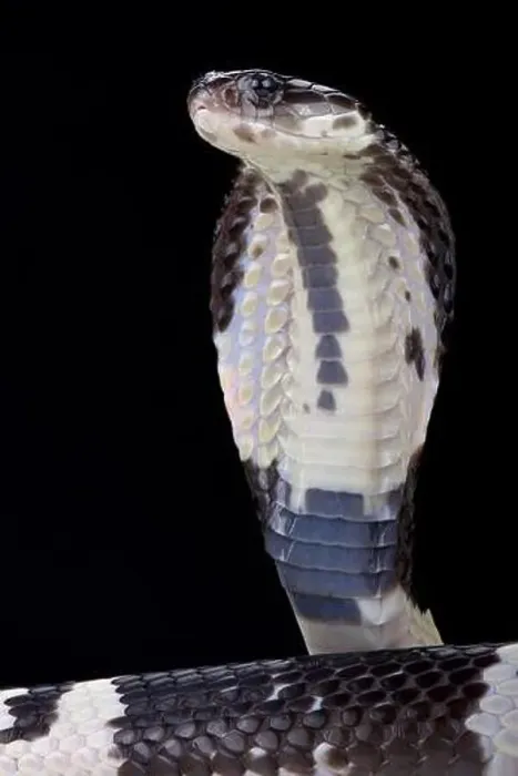 Framed Print : Black and white spitting cobra (Naja siamensis) Framed Print : Black and white spitting cobra (Naja siamensis)
