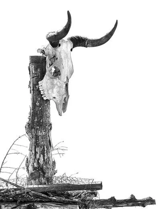 Framed Print : Black and white steer skull on wooden stake in Utah Framed Print : Black and white steer skull on wooden stake in Utah