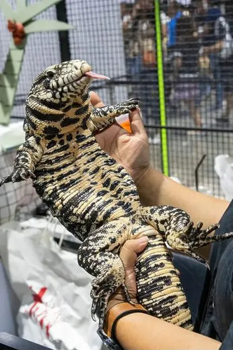 Framed Print : Black and White Tegu on people's hand Framed Print : Black and White Tegu on people's hand