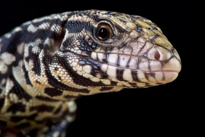 Framed Print : Black and white tegu (Salvator merianae)