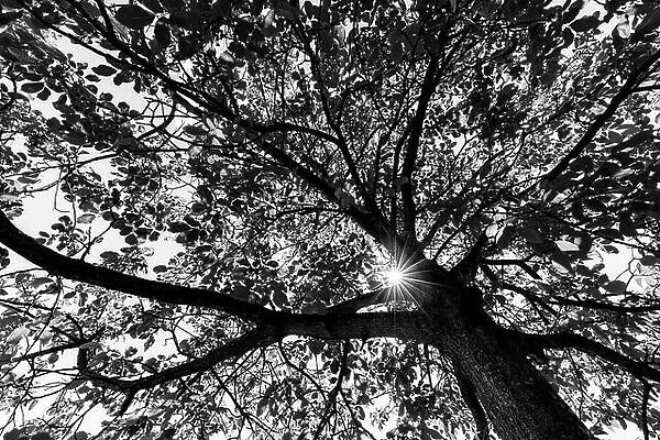 Black and white trees with sun rays. Dramatic process of peaceful nature scene