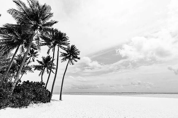 Black and white view of beautiful beach with palm trees. Endless white sandy beach landscape, cloudy seascape view. Dramatic nature background