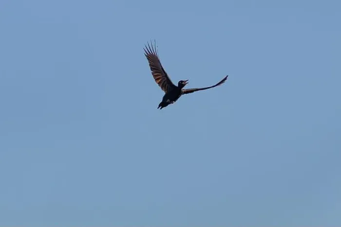 Framed Print : Black woodpecker Dryocopus martius in flight Framed Print : Black woodpecker Dryocopus martius in flight