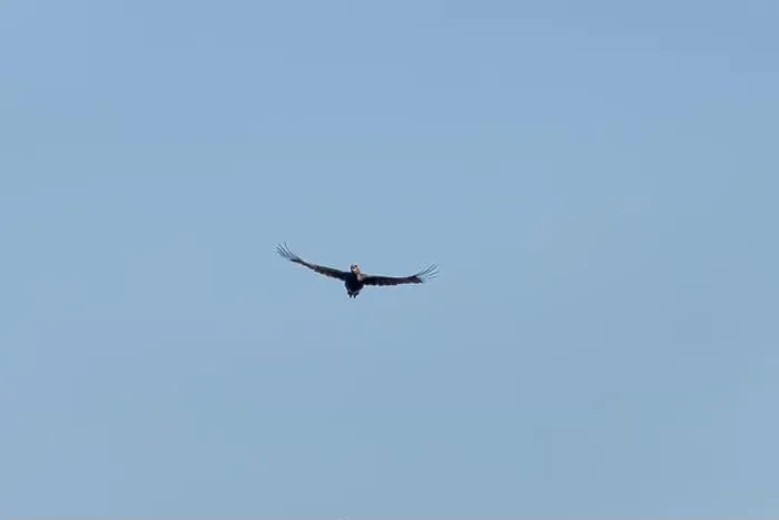 Framed Print : Black woodpecker Dryocopus martius in flight Framed Print : Black woodpecker Dryocopus martius in flight