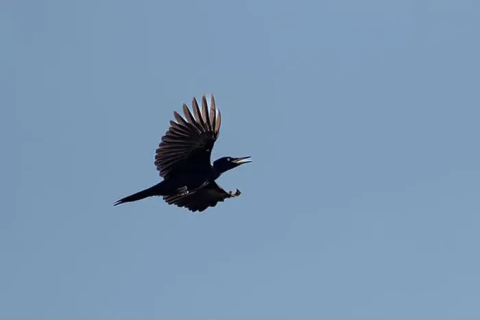 Framed Print : Black woodpecker Dryocopus martius in flight with blue sky Framed Print : Black woodpecker Dryocopus martius in flight with blue sky