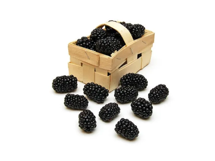 Framed Print : a few blackberries (Rubus sectio Rubus) Framed Print : a few blackberries (Rubus sectio Rubus)