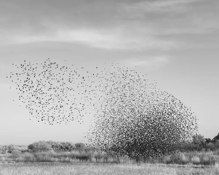 Framed Print : Blackbird murmuration, Bosque del Apache National Wildlife Refuge, New Mexico Framed Print : Blackbird murmuration, Bosque del Apache National Wildlife Refuge, New Mexico