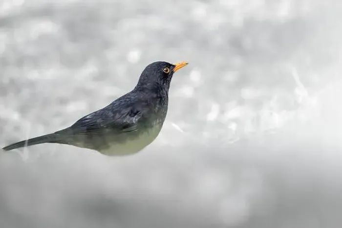 Framed Print : A blackbird (Turdus merula) standing on snowy ground Framed Print : A blackbird (Turdus merula) standing on snowy ground