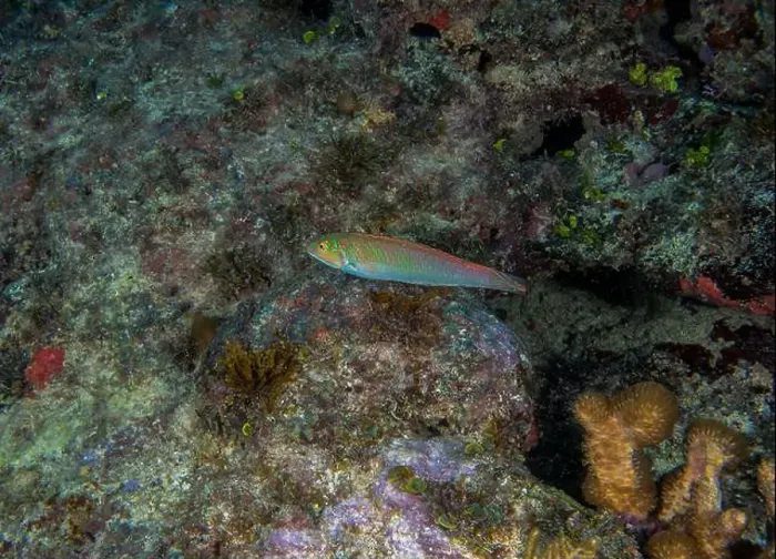 Framed Print : A Blackear Wrasse (Halichoeres poeyi) in Punta Cana, Dominican Republic Framed Print : A Blackear Wrasse (Halichoeres poeyi) in Punta Cana, Dominican Republic