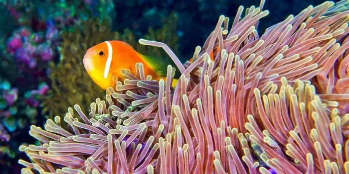 Framed Print : Blackfinned Anemonefish, Amphiprion nigripes Framed Print : Blackfinned Anemonefish, Amphiprion nigripes