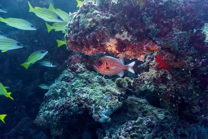 Framed Print : Blacktip soldier fish (Myripristis botche) in the coral reef of Maldives island Framed Print : Blacktip soldier fish (Myripristis botche) in the coral reef of Maldives island