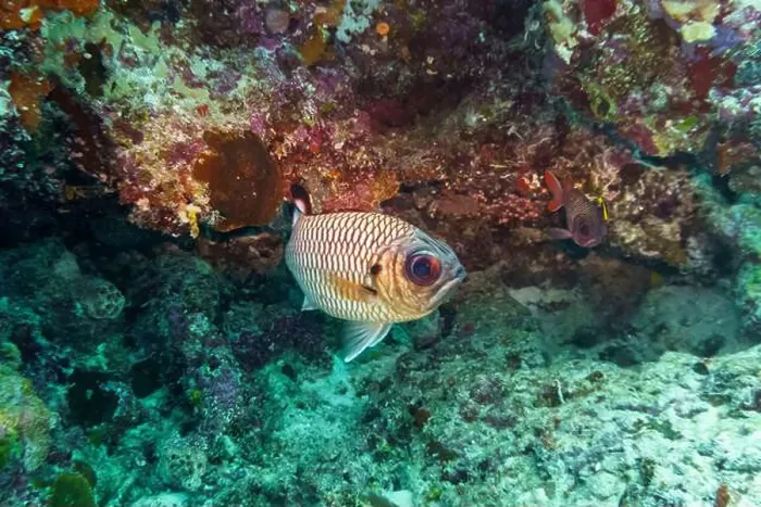 Framed Print : Blacktip soldier fish (Myripristis botche) in the coral reef of Maldives island Framed Print : Blacktip soldier fish (Myripristis botche) in the coral reef of Maldives island