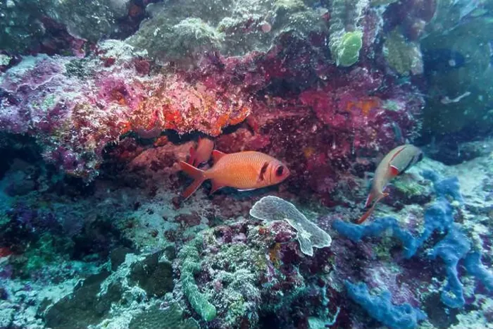 Framed Print : Blacktip soldier fish (Myripristis botche) in the coral reef of Maldives island Framed Print : Blacktip soldier fish (Myripristis botche) in the coral reef of Maldives island