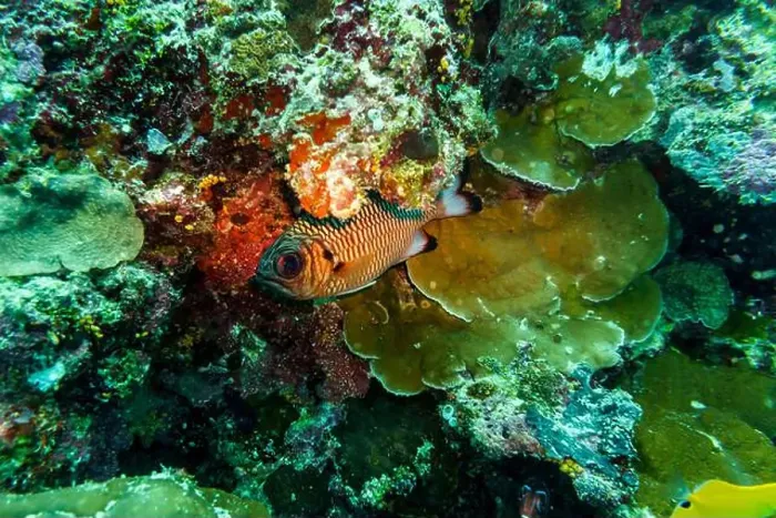 Framed Print : Blacktip soldier fish (Myripristis botche) in the coral reef of Maldives island Framed Print : Blacktip soldier fish (Myripristis botche) in the coral reef of Maldives island