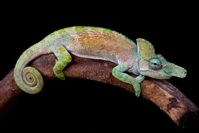Framed Print : Blade nosed chameleon (Kinyongia xenorhina) Framed Print : Blade nosed chameleon (Kinyongia xenorhina)