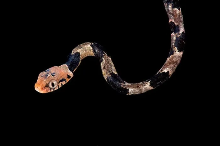 Framed Print : Blandings tree snake, Toxicodryas blandingii Framed Print : Blandings tree snake, Toxicodryas blandingii