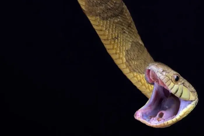 Framed Print : Blandings Tree Snake (Toxicodryas blandingii) Framed Print : Blandings Tree Snake (Toxicodryas blandingii)