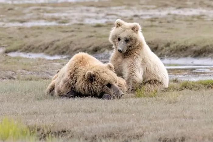 Framed Print : Blond Coastal Brown Bear cub - Brown Bear Bay, Chinitna Bay, near Lake Clark National Park and Preserve, Alaska Framed Print : Blond Coastal Brown Bear cub - Brown Bear Bay, Chinitna Bay, near Lake Clark National Park and Preserve, Alaska