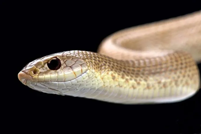 Framed Print : Blonde hognose snake (Leioheterodon modestus) Framed Print : Blonde hognose snake (Leioheterodon modestus)