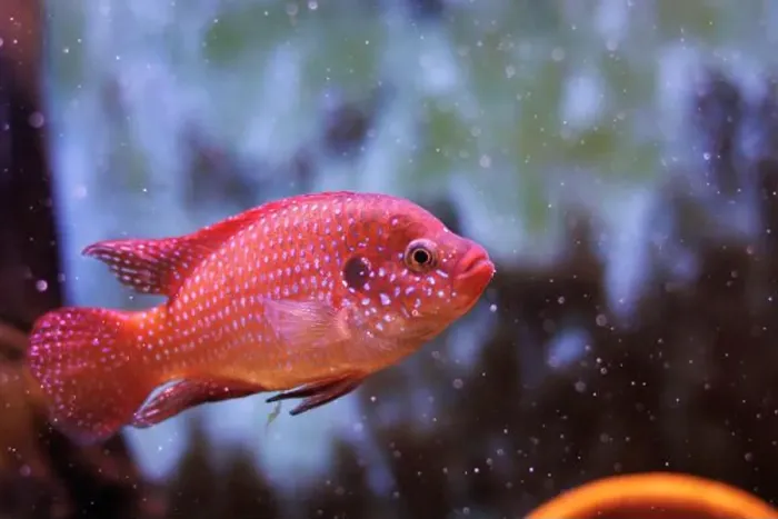 Framed Print : Blood-Red Jewel Cichlid - Hemichromis lifalili Framed Print : Blood-Red Jewel Cichlid - Hemichromis lifalili