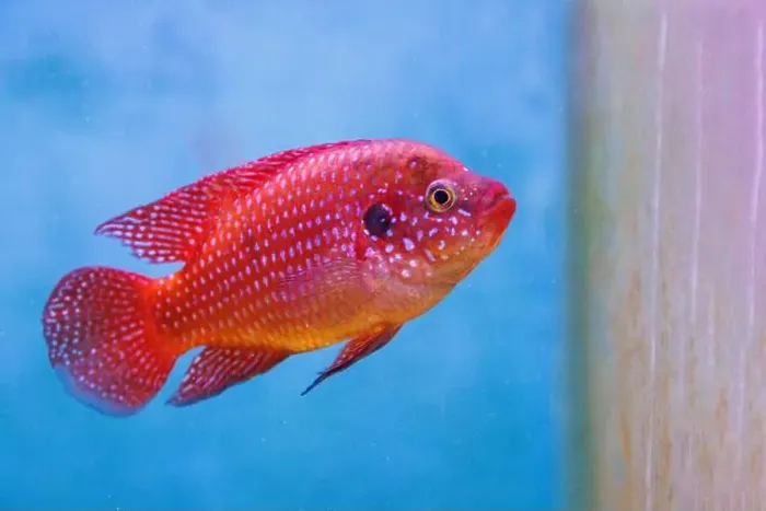 Framed Print : Blood-Red Jewel Cichlid - Hemichromis lifalili Framed Print : Blood-Red Jewel Cichlid - Hemichromis lifalili