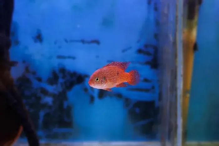Framed Print : Blood-Red Jewel Cichlid - Hemichromis lifalili Framed Print : Blood-Red Jewel Cichlid - Hemichromis lifalili