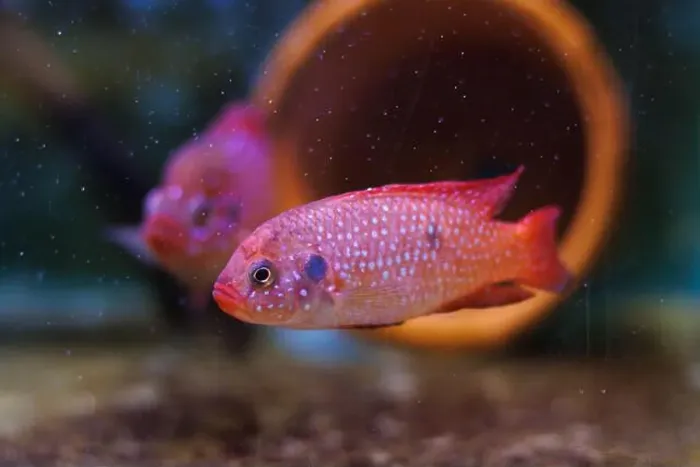 Framed Print : Blood-Red Jewel Cichlid - Hemichromis lifalili Framed Print : Blood-Red Jewel Cichlid - Hemichromis lifalili