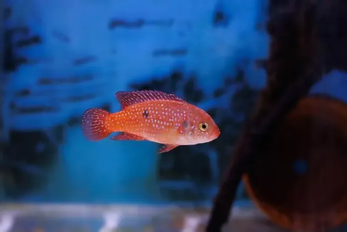 Framed Print : Blood-Red Jewel Cichlid - Hemichromis lifalili Framed Print : Blood-Red Jewel Cichlid - Hemichromis lifalili