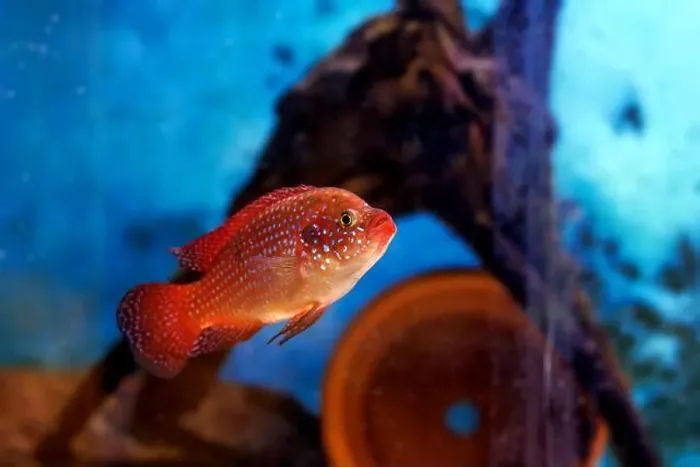 Framed Print : Blood-Red Jewel Cichlid - Hemichromis lifalili Framed Print : Blood-Red Jewel Cichlid - Hemichromis lifalili