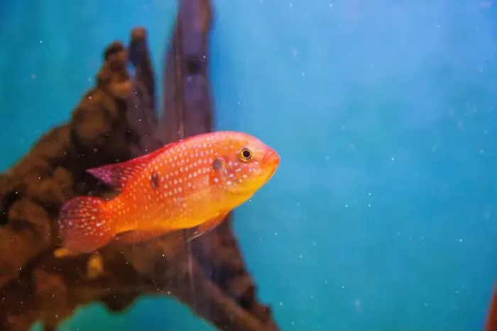 Framed Print : Blood-Red Jewel Cichlid - Hemichromis lifalili