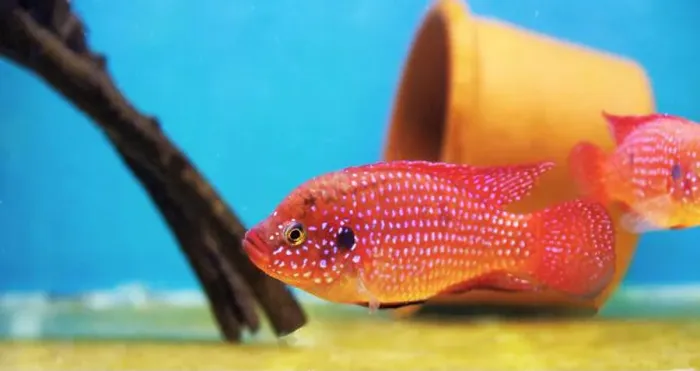 Framed Print : Blood-Red Jewel Cichlid - Hemichromis lifalili Framed Print : Blood-Red Jewel Cichlid - Hemichromis lifalili