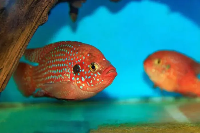 Framed Print : Blood-Red Jewel Cichlid - Hemichromis lifalili Framed Print : Blood-Red Jewel Cichlid - Hemichromis lifalili